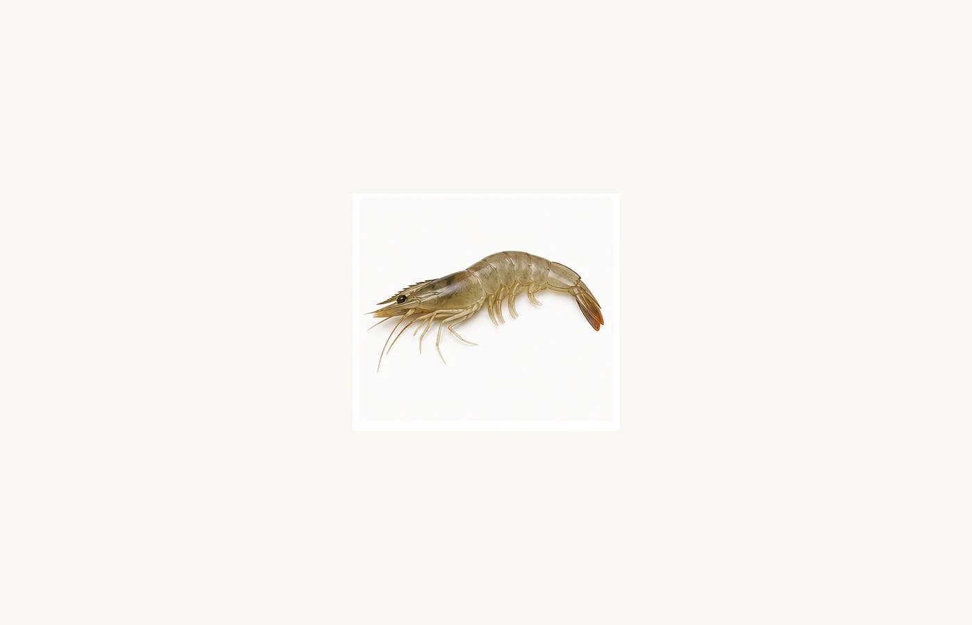 Natural shrimp shown from the side with legs, antennae, and a curved body.