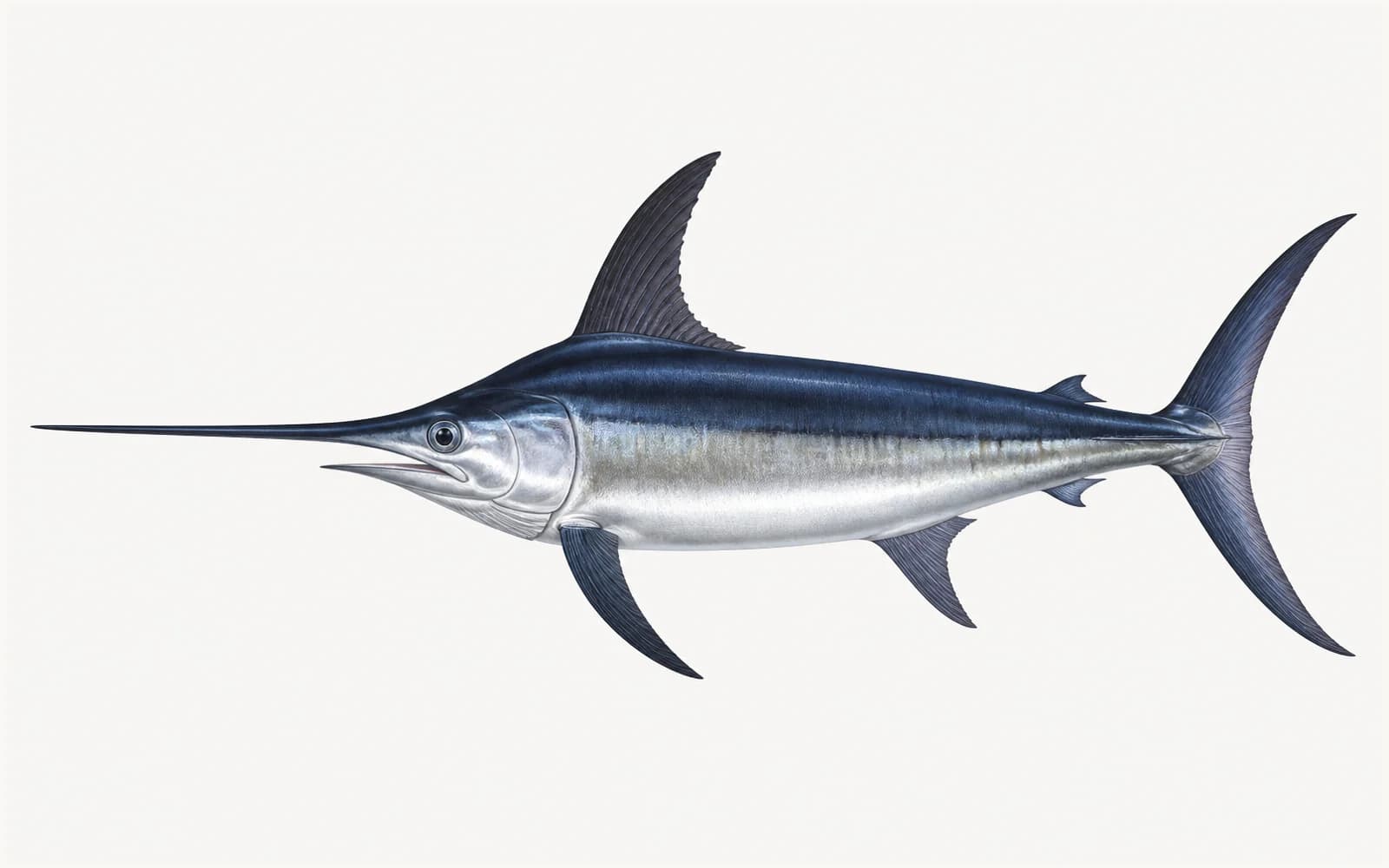 Swordfish in side profile with a long bill, blue-gray back, silver belly, and crescent tail.